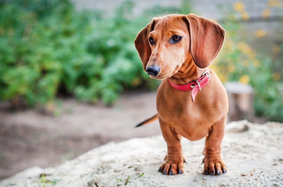 A Dachshund dog on a rock outside