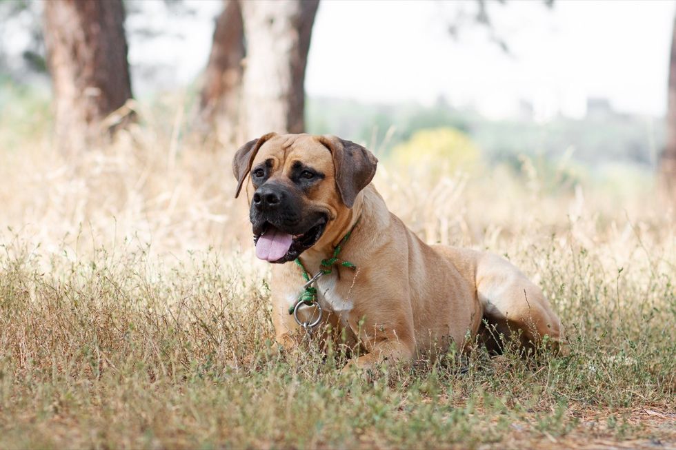 boerboell dog