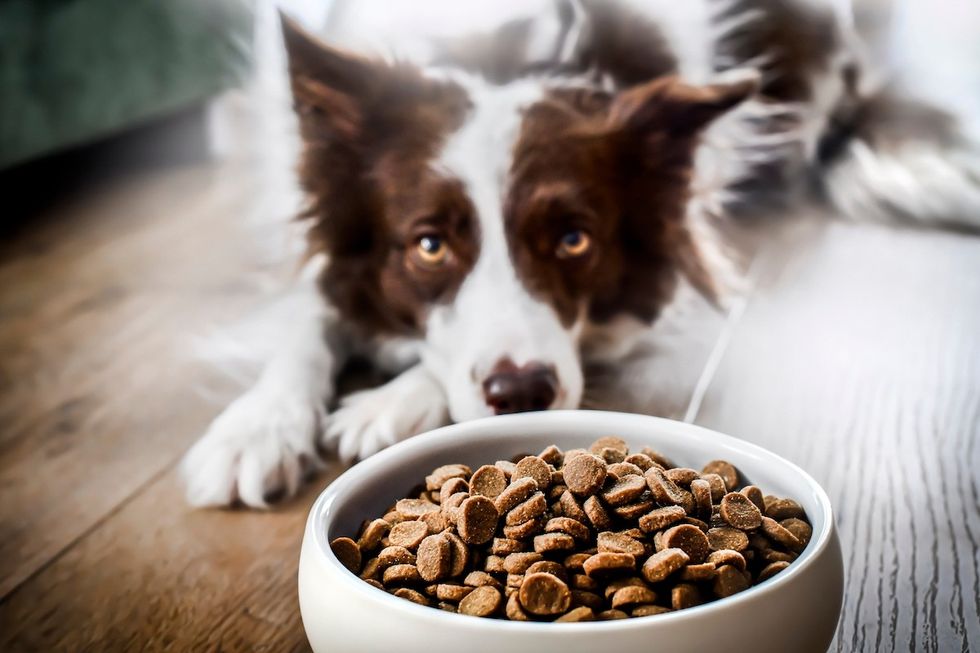 border collie laying near food bowl