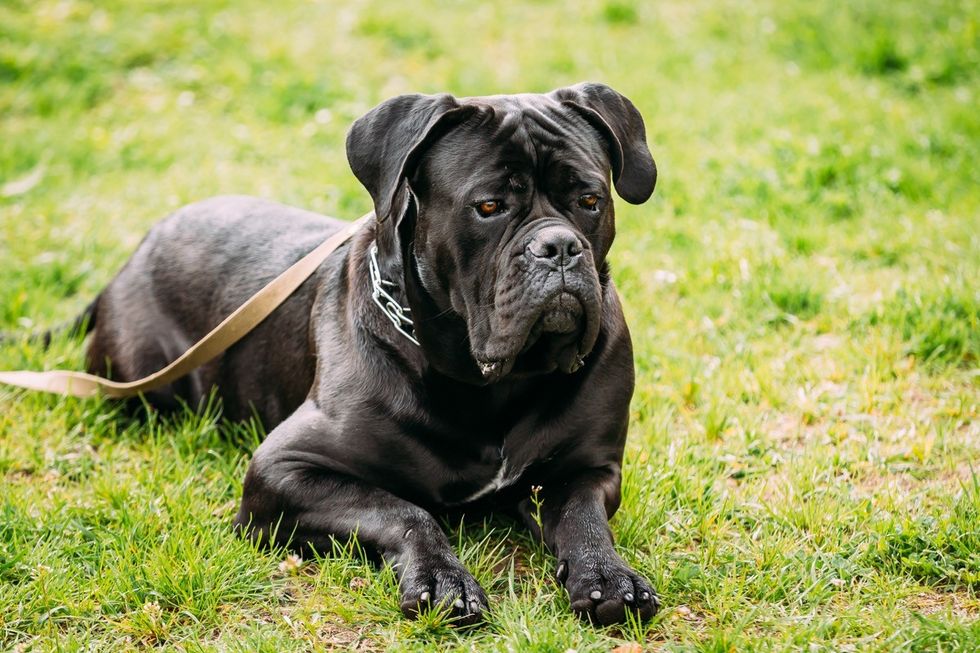 cane corso dog laying in the grass