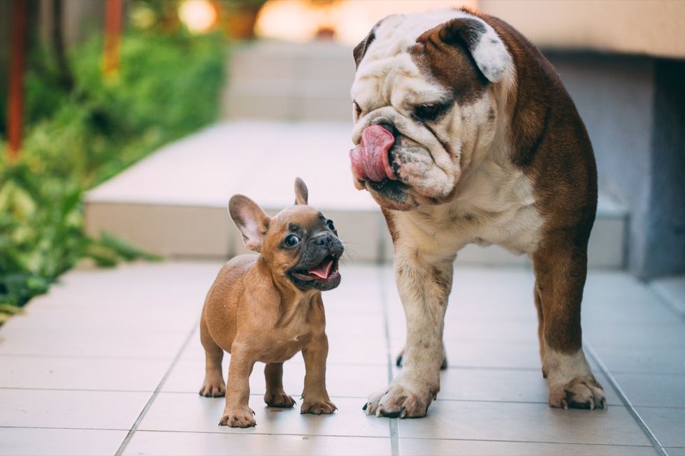 English bulldog playing with a french bulldog.