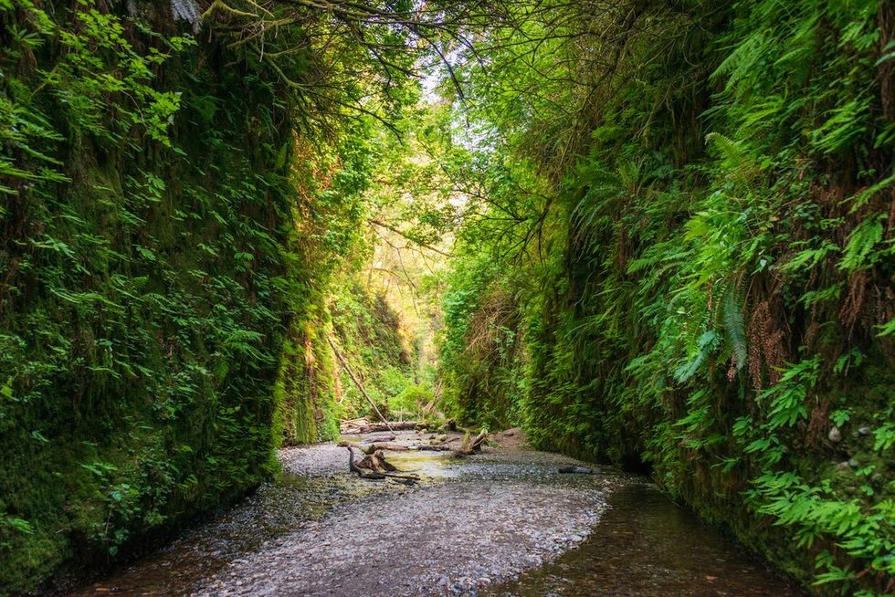 Fern Canyon in Prairie Creek Redwoods State Park