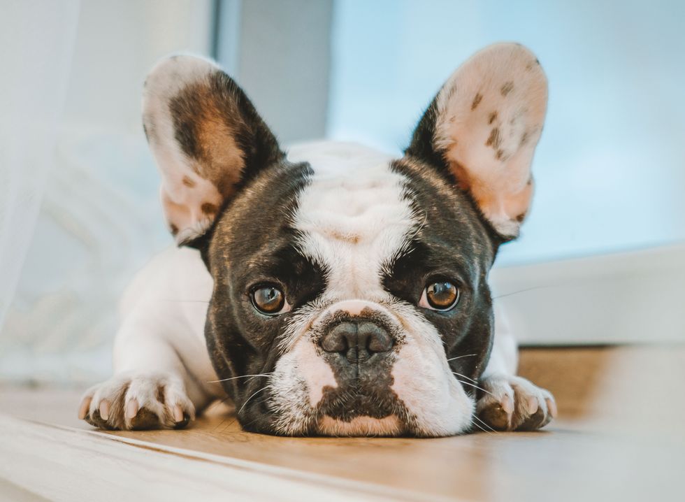 French Bulldog Laying on Floor