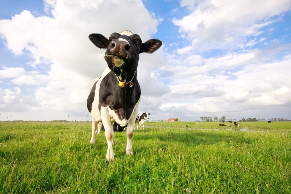 80 Cow Jokes That Are Udderly Hilarious — Best Life