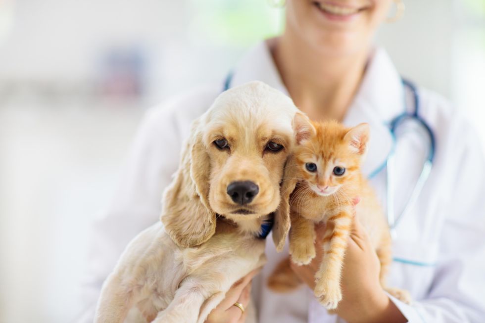 9 Ways to Save Money on Pet Care, According to Financial Experts