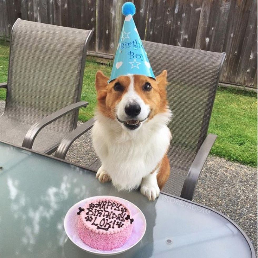 55 Corgi Facts That Make Them The Best Pets — Best Life