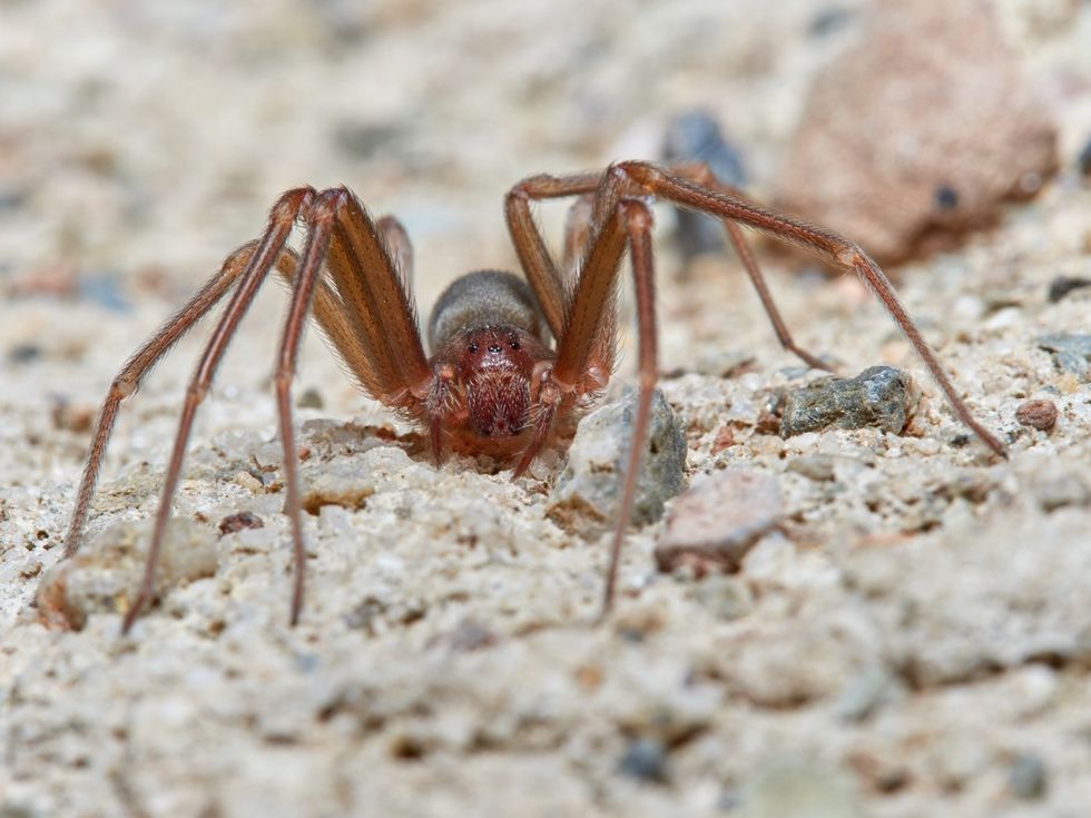 If You See This Rare Venomous Spider, Keep Your Distance — Best Life