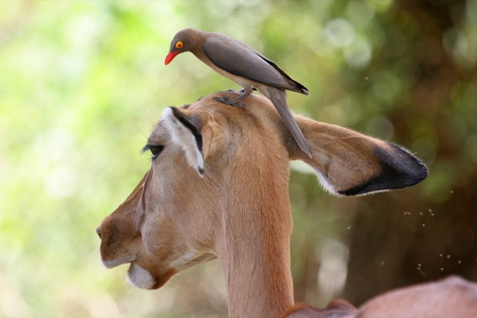 These 23 Unlikely Animal Friendships Will Melt Your Heart — Best Life