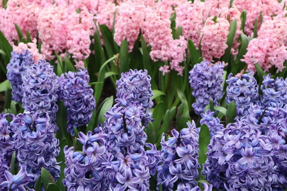 15 Best Spring Flowers to Plant for a Beautiful, Blooming Garden — Best ...