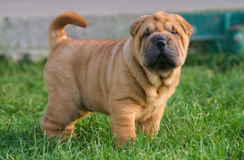 Portrait of a puppy Shar Pei Dog in the grass