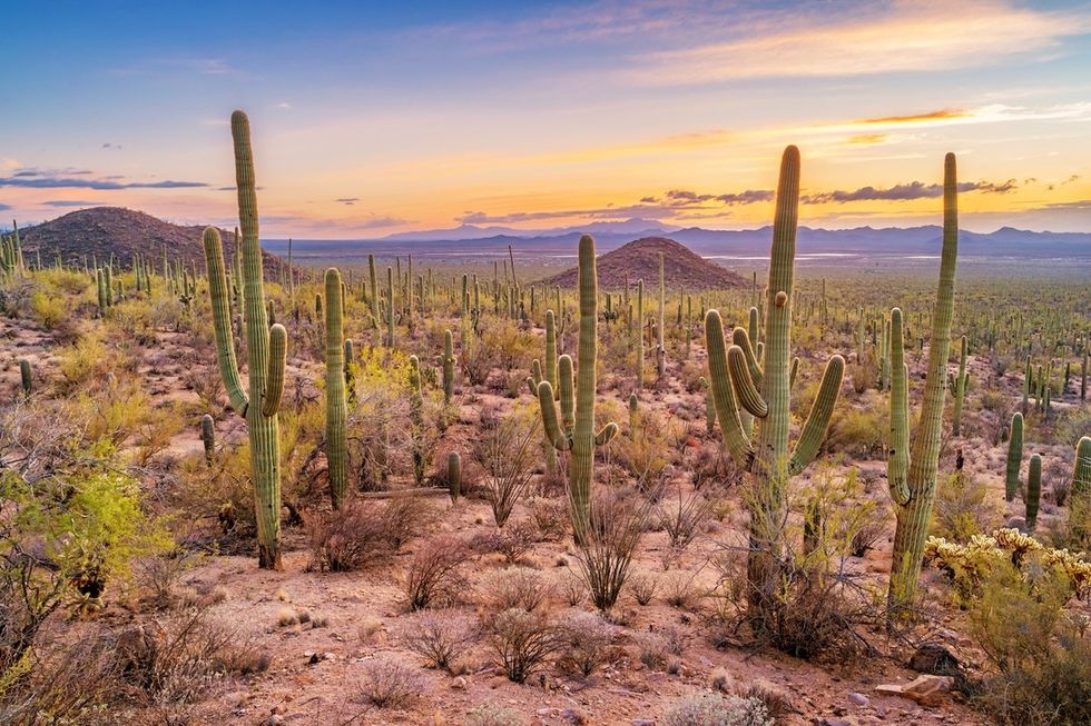 Saguaro National Park