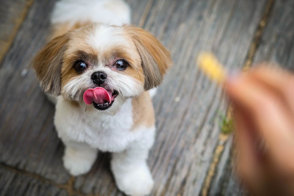 America's 50 Most Popular Dog Breeds — Best Life