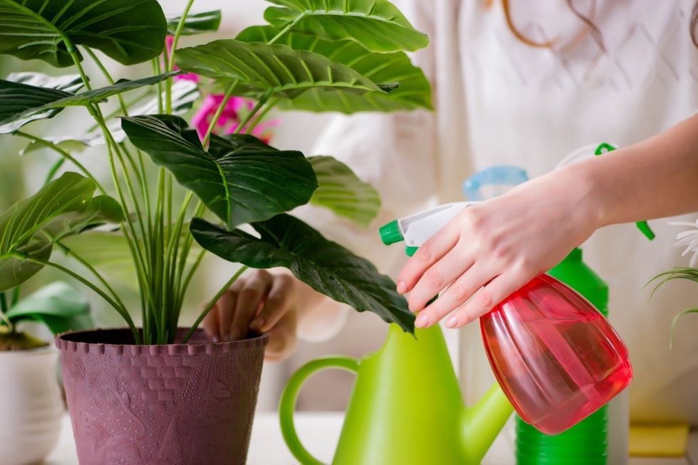 If Your Plants Are Drooping, Use This Common Appliance to Revive Them ...