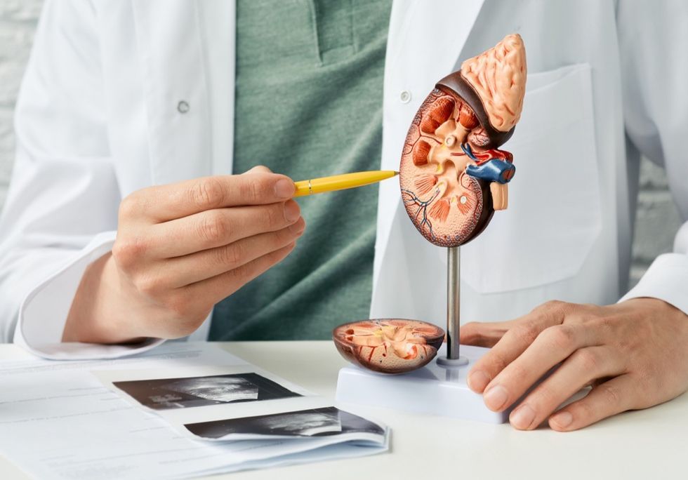 Urology and treatment of kidney disease. Doctor analyzing of patient kidney health using kidney ultrasound and anatomical model