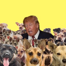 Dog Trump