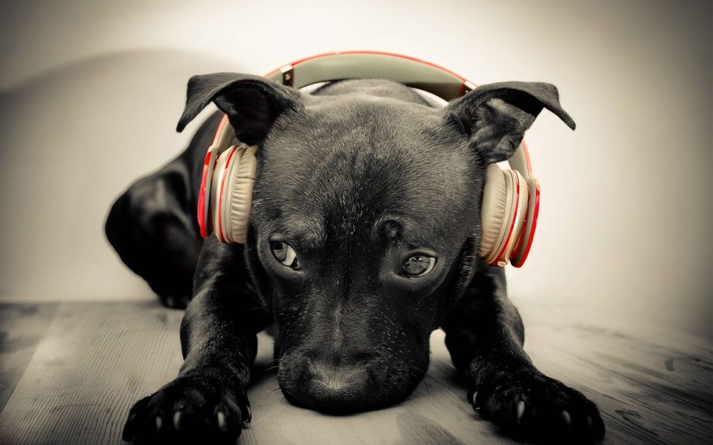 desktop backgrounds puppy headphones cute animals