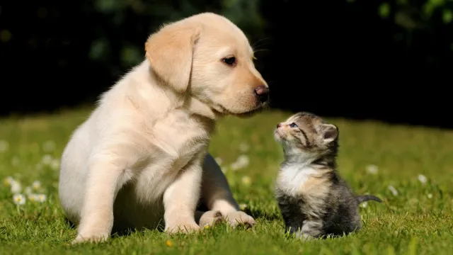 puppy and kitty
