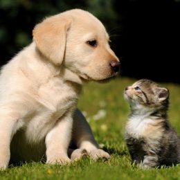 puppy and kitty