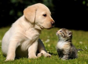 puppy and kitty