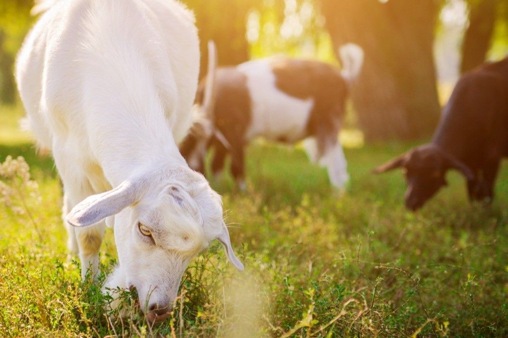 goats eating grass