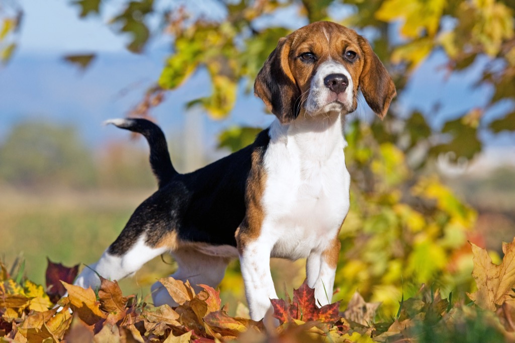 Beagle, dog