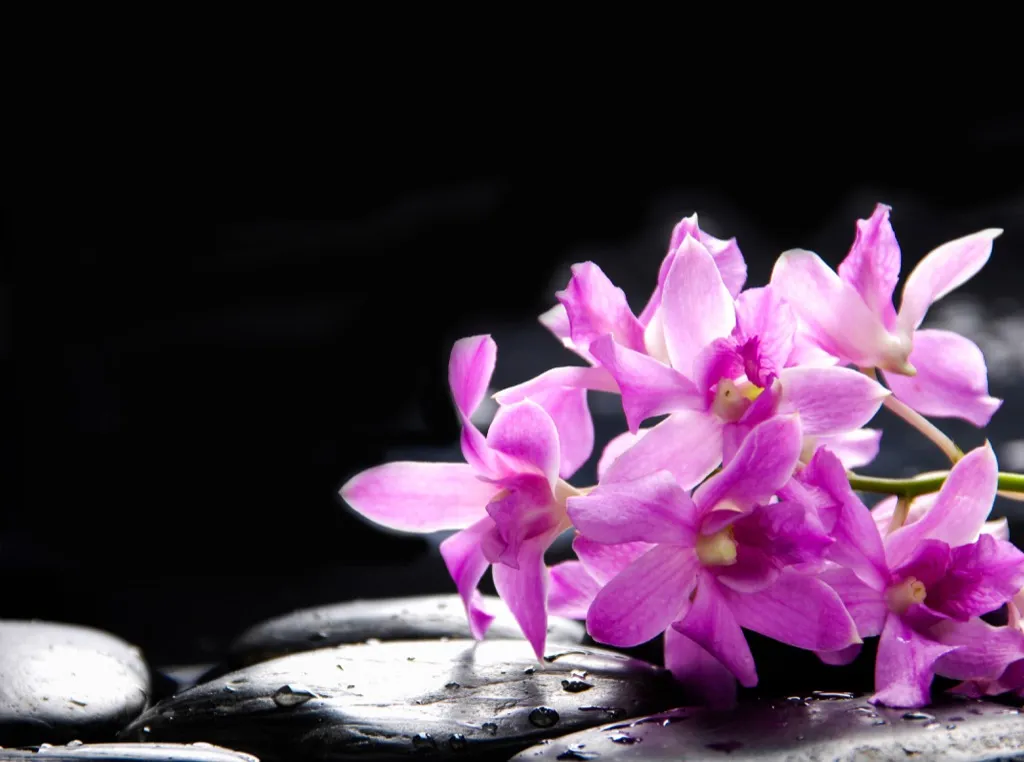 Orchid romantic flowers