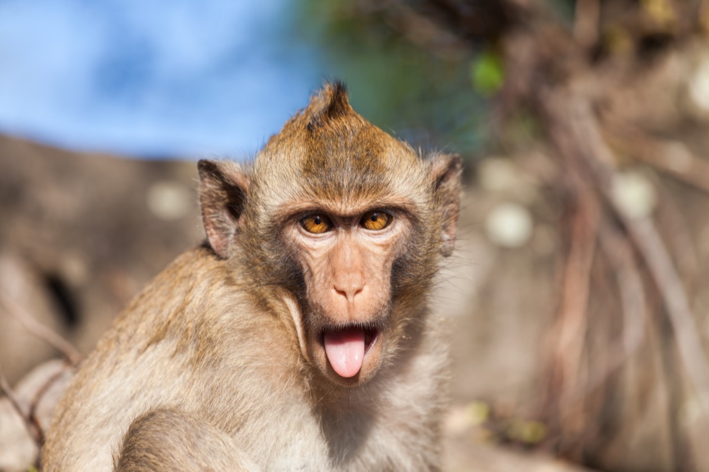 there's a new secret for staying younger and living longer rhesus monkey, weird laws