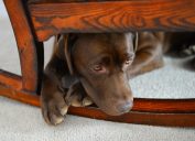 dog under the chair