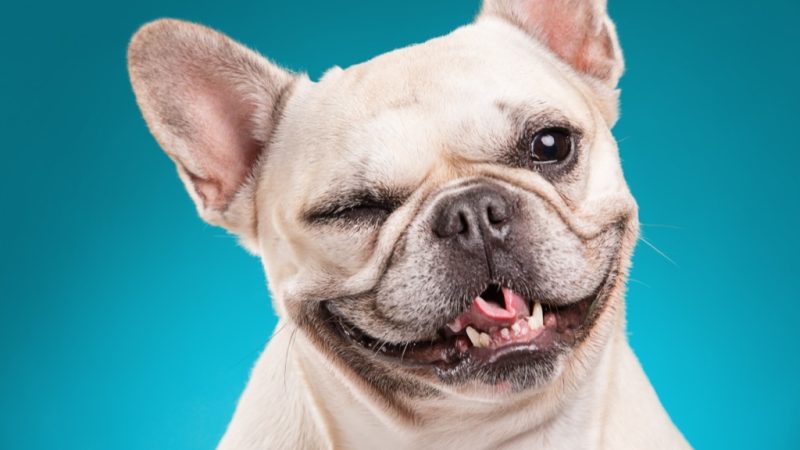 NonBarking Dogs 20 Breeds That Never Bark — Best Life