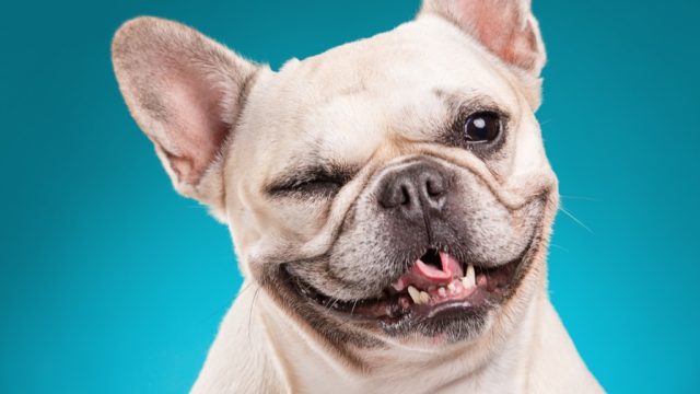 french bulldog winking dog - dog puns