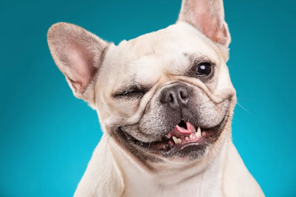 french bulldog winking dog - dog puns