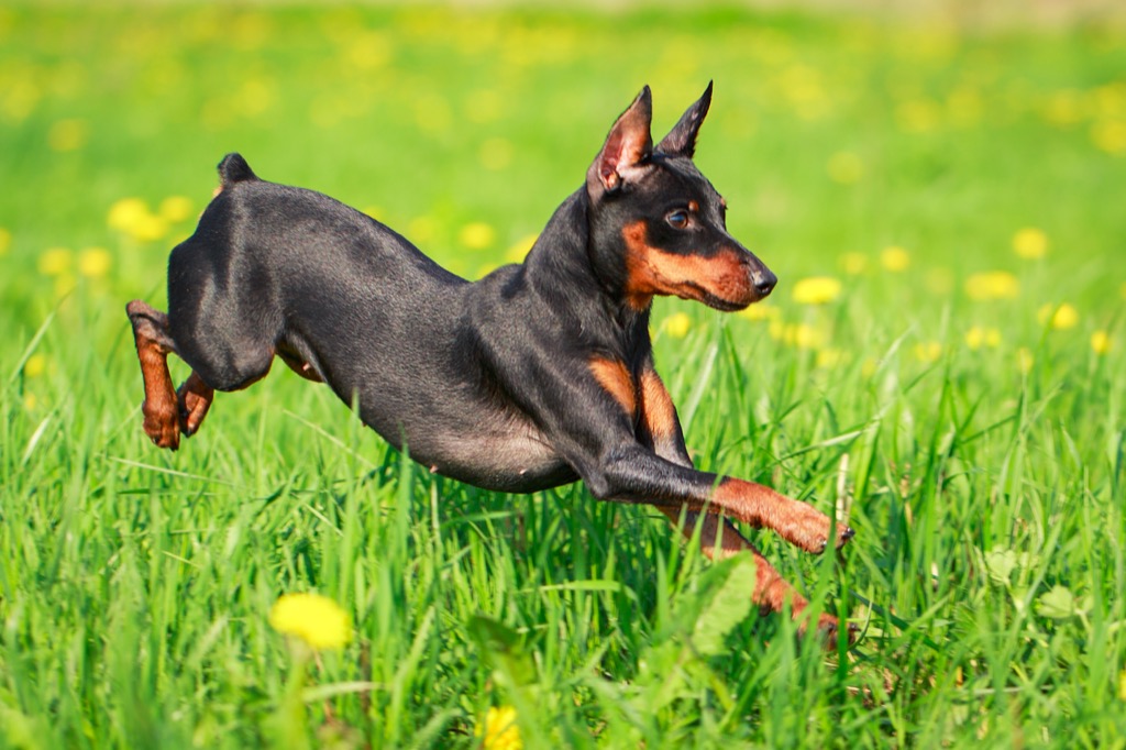 Miniature Pinscher, dogs for apartments