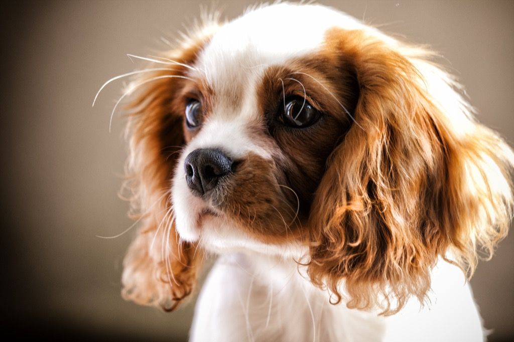 Cocker Spaniel puppy