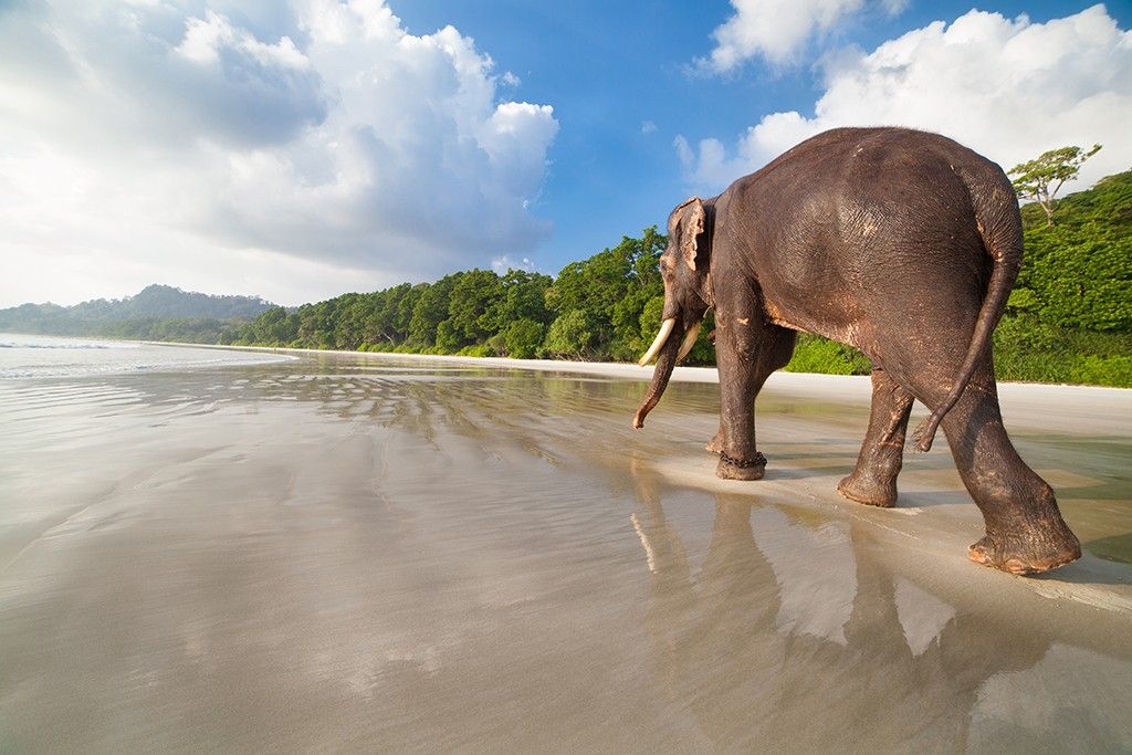 Elephant walking on beach