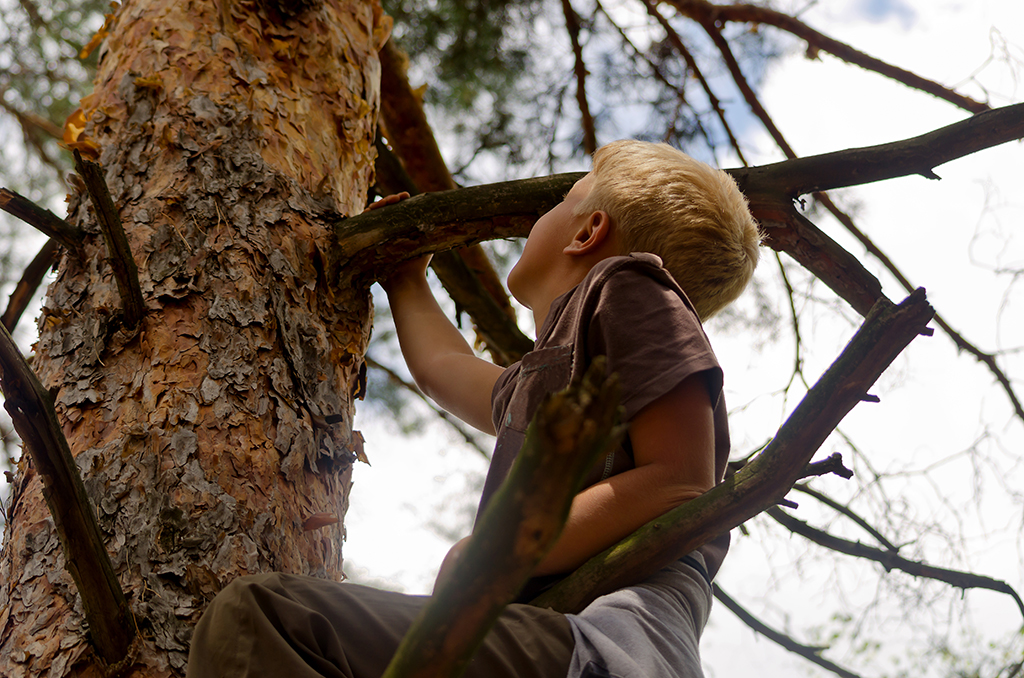 Boy Climbing Tree Random Facts