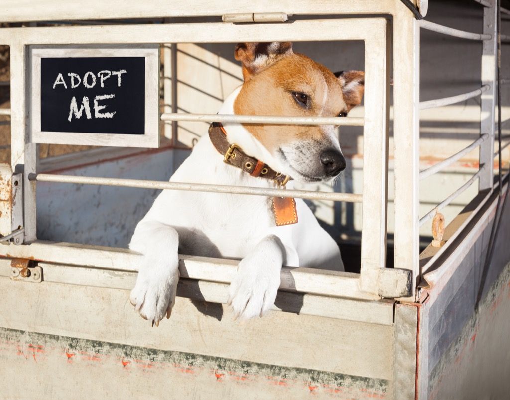 dogs can have dominant paws like humans have dominant hands