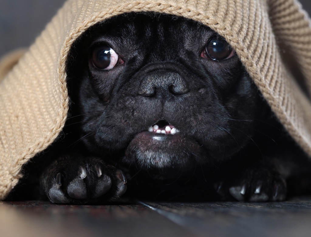 french bulldog Dog under blanket