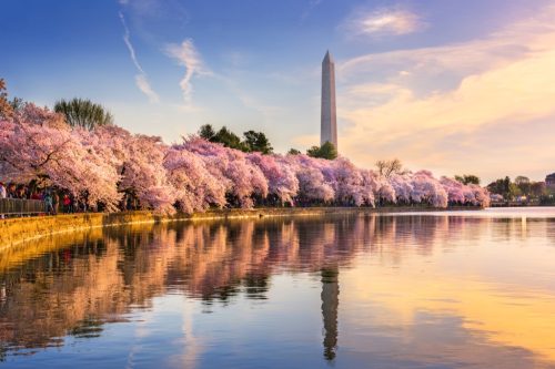 washington monument surrounded by cherry blossoms