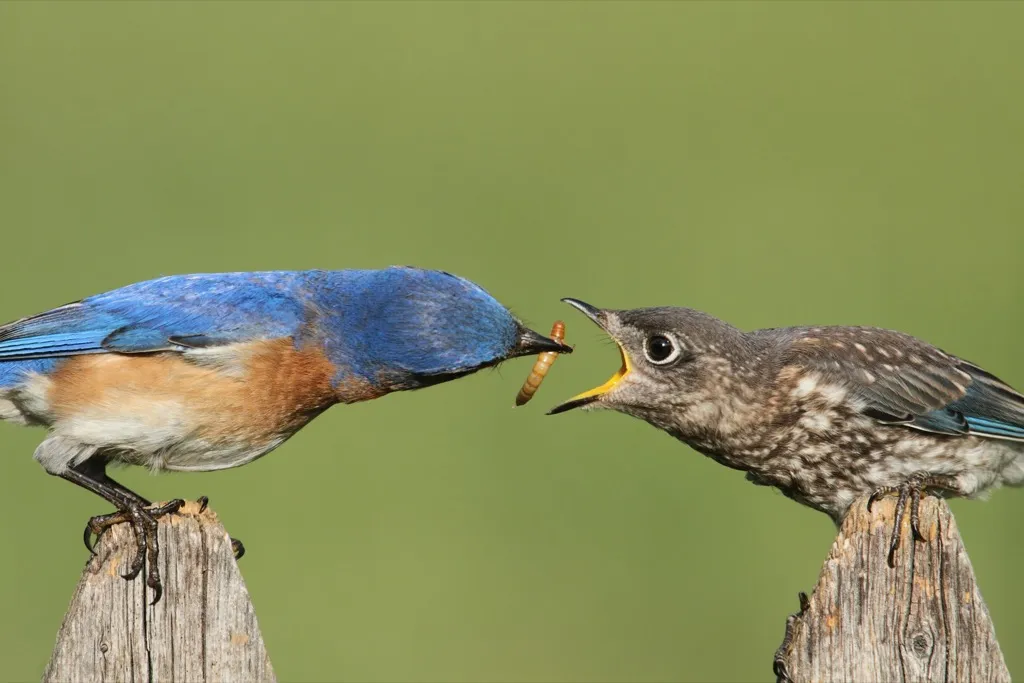 birds feeding each other, celebrities not like us