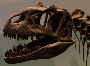 dinosaur skull at a museum, dinosaur puns dinosaur jokes