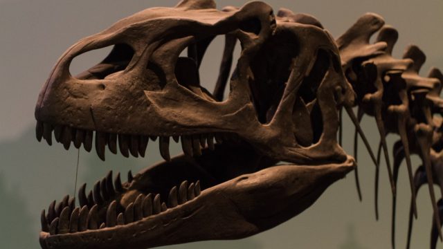 dinosaur skull at a museum, dinosaur puns dinosaur jokes