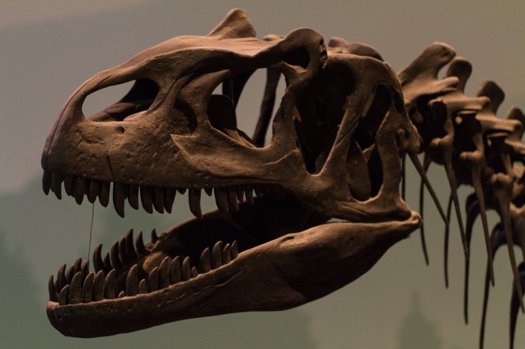 dinosaur skull, celebrities not like us