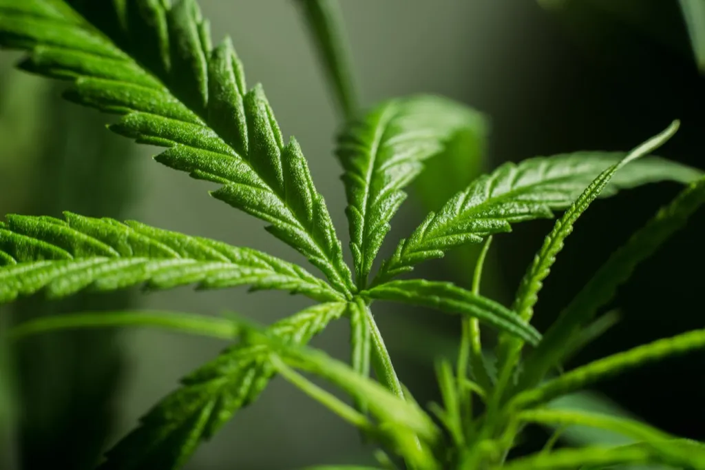 Marijuana leaves, which science says could boost your sex drive