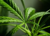 Marijuana leaves, which science says could boost your sex drive