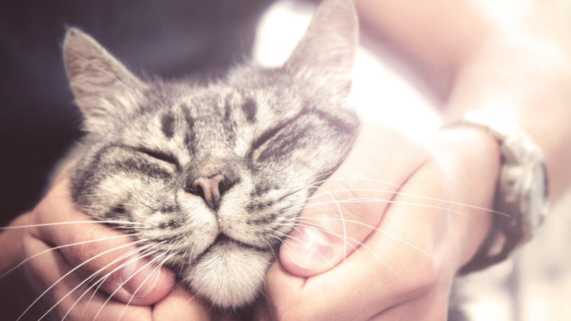 30 Surprising Ways Your Cat Communicates With You — Best Life