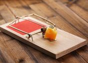Spring-loaded mouse trap with cheese