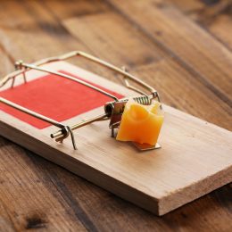 Spring-loaded mouse trap with cheese