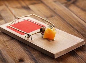 Spring-loaded mouse trap with cheese
