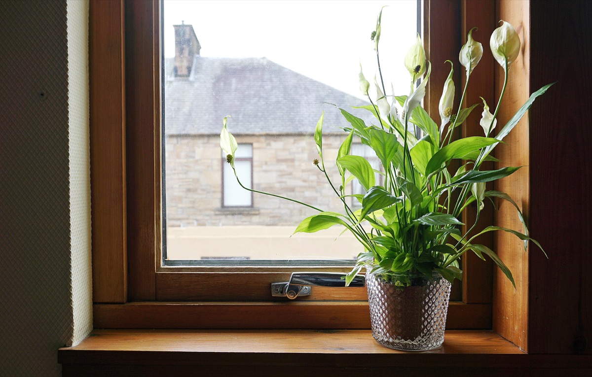 Peace Lilies on a Window Sill Home Hazards
