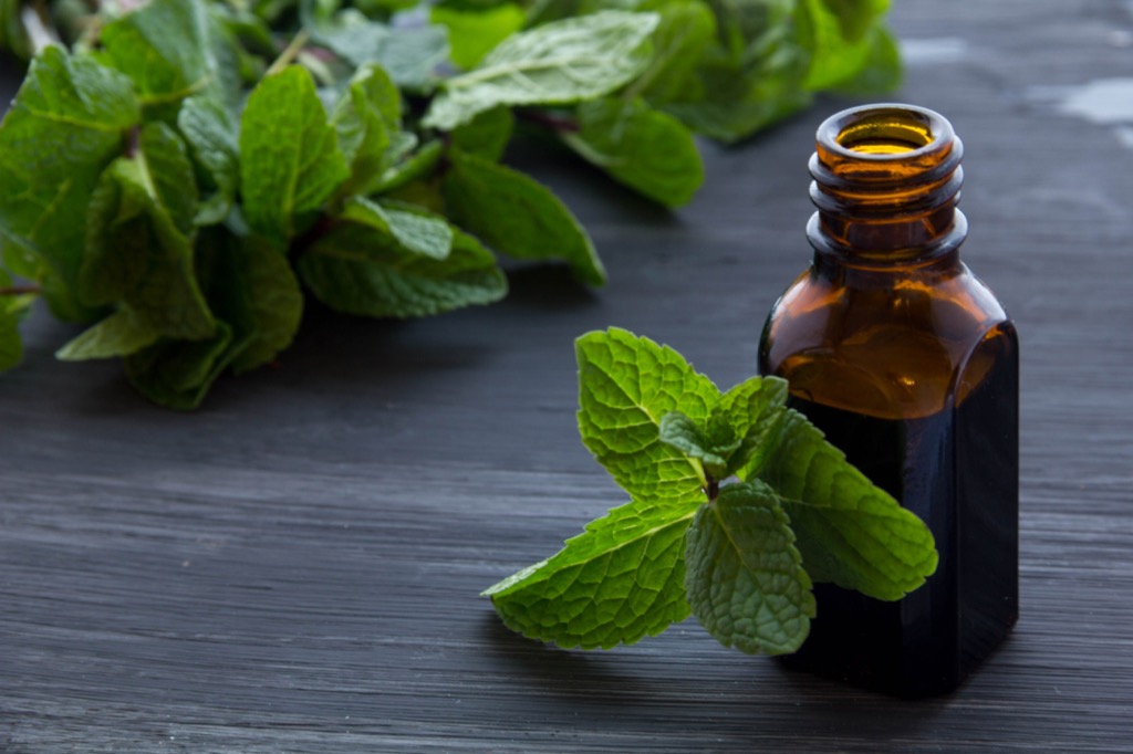 peppermint oil, controlling cravings, improve memory
